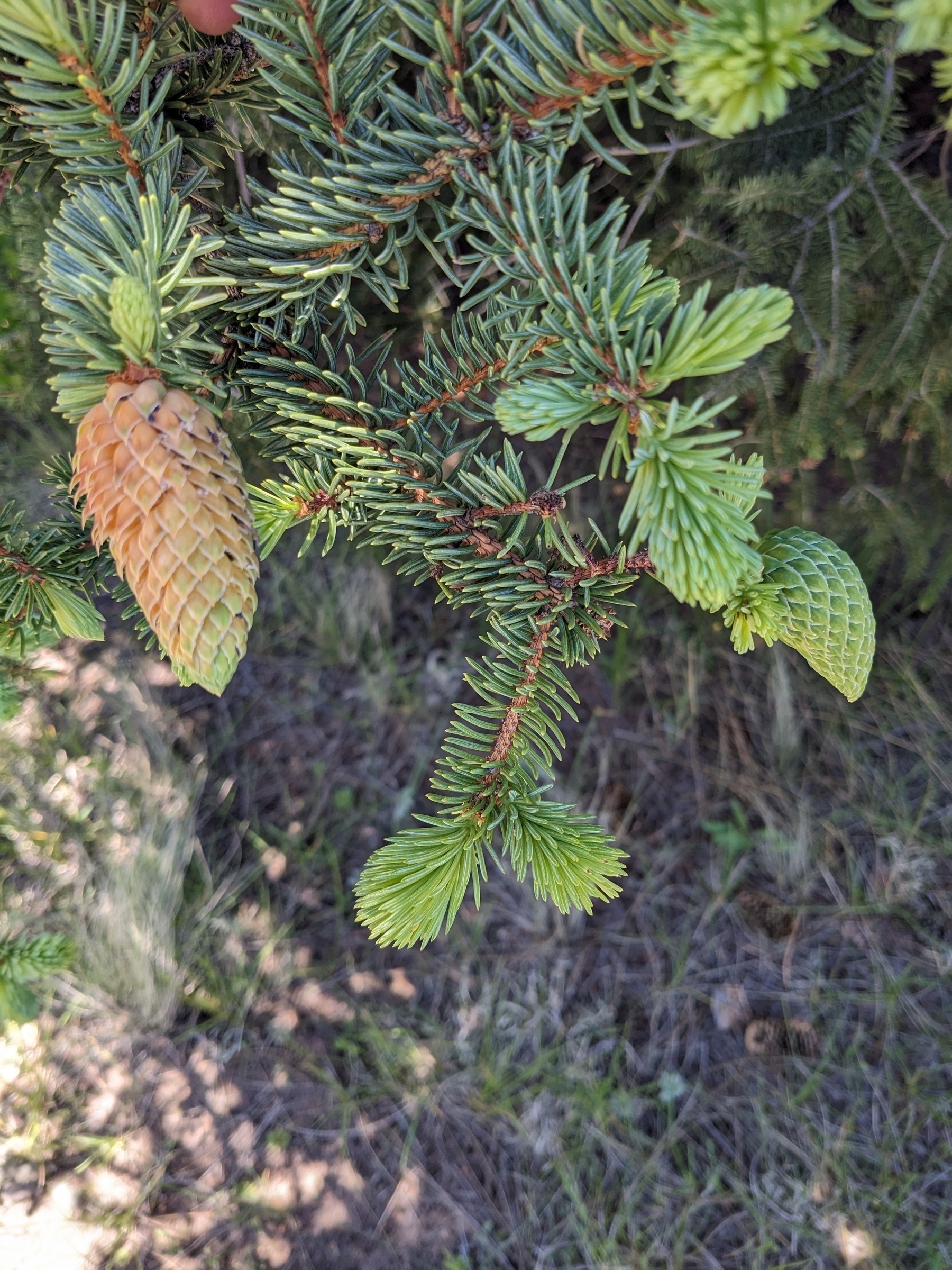 Newly formed pine cones on a fir tree