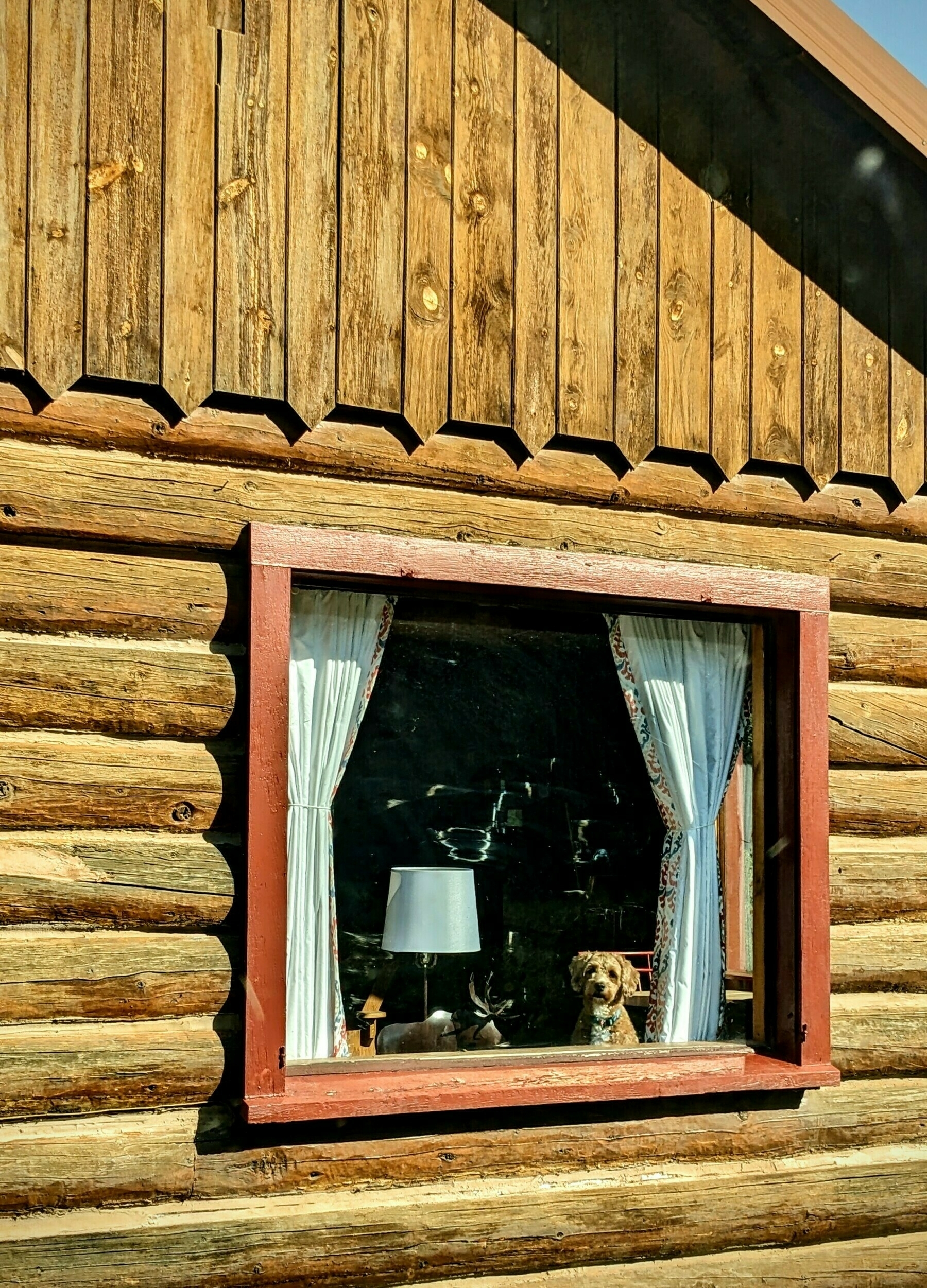 A dog watching out of the window of a log cabin