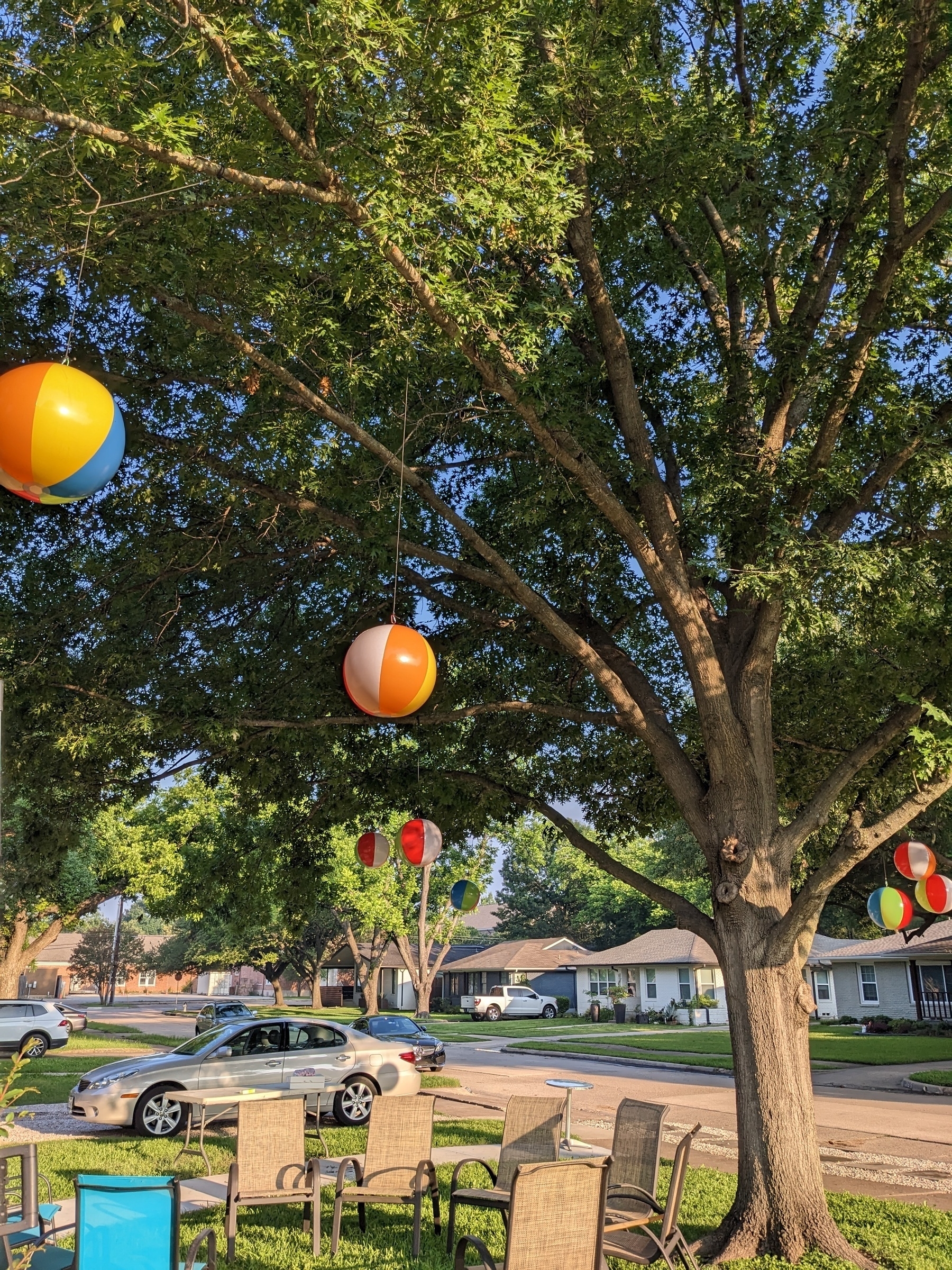 beach balls suspended in an oak tree