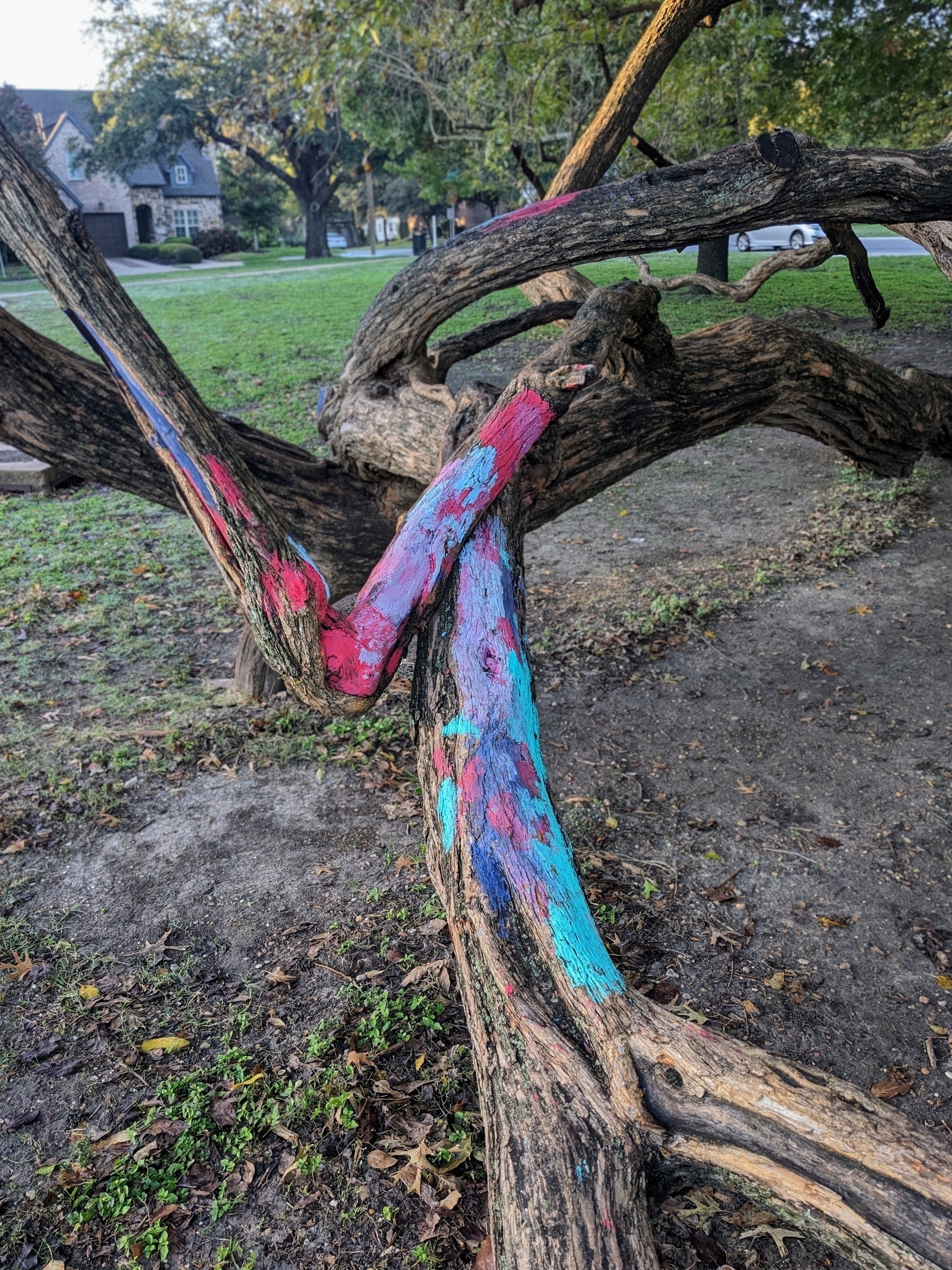 bright blue, red, and pink chalk markings on the branches of a Texas bois d'arc tree in a Dallas park