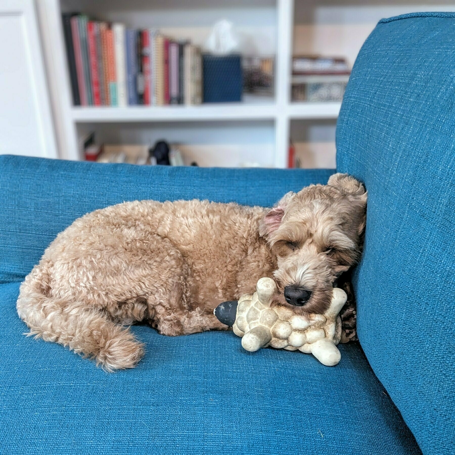 Mini Goldendoodle dog asleep on a vibrant blue couch with a toy lamb it its mouth