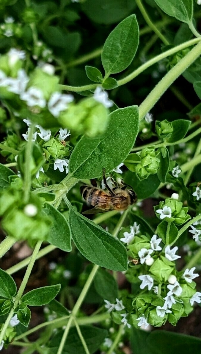 honeybee in a blossoming oregano plant