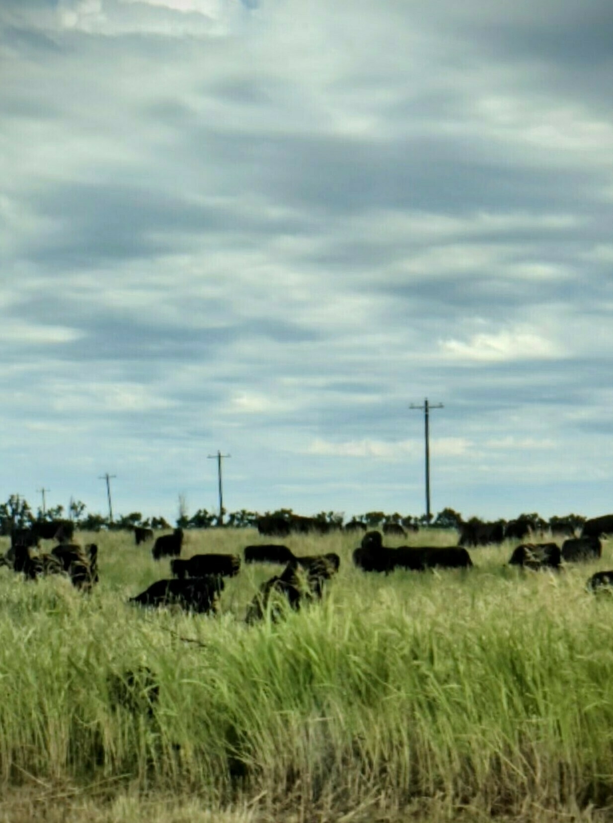 Cattle grazing in tall grass in the Texas panhandle. 