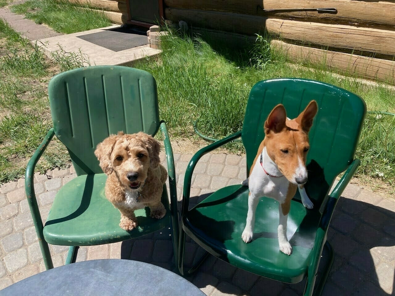 Basenji and Mini Goldendoodle dogs sitting in chairs
