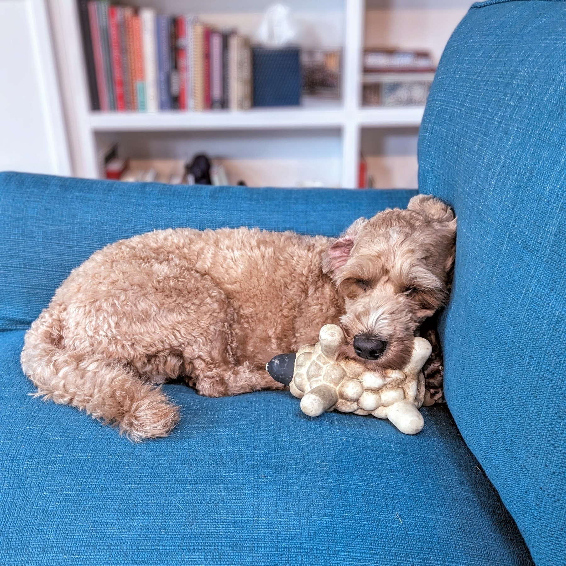 Sleeping mini goldendoodle dog on a blue couch with a toy lamb in its mouth
