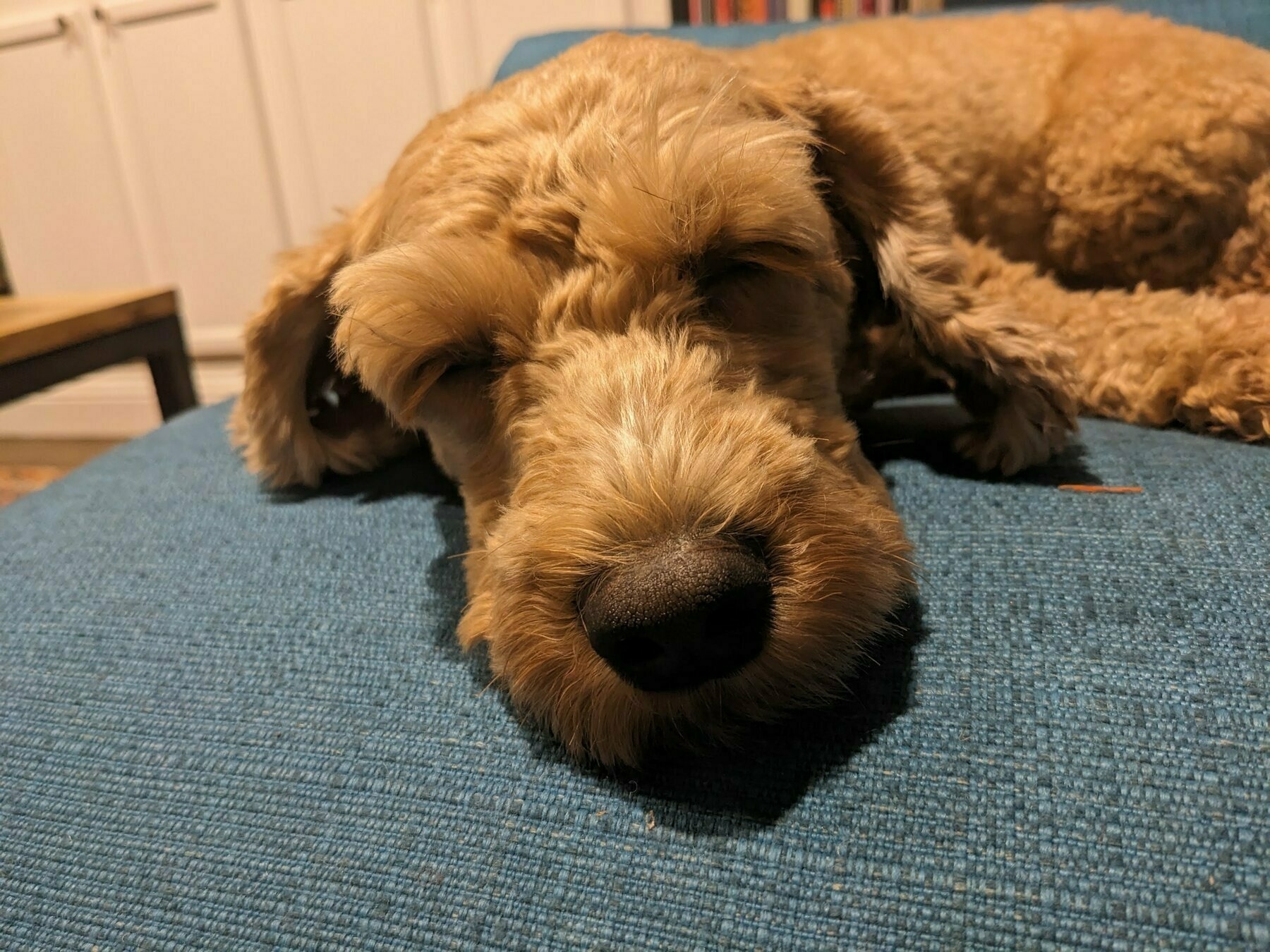 close-up of a mini goldendoodle dog who has huge eyebrows