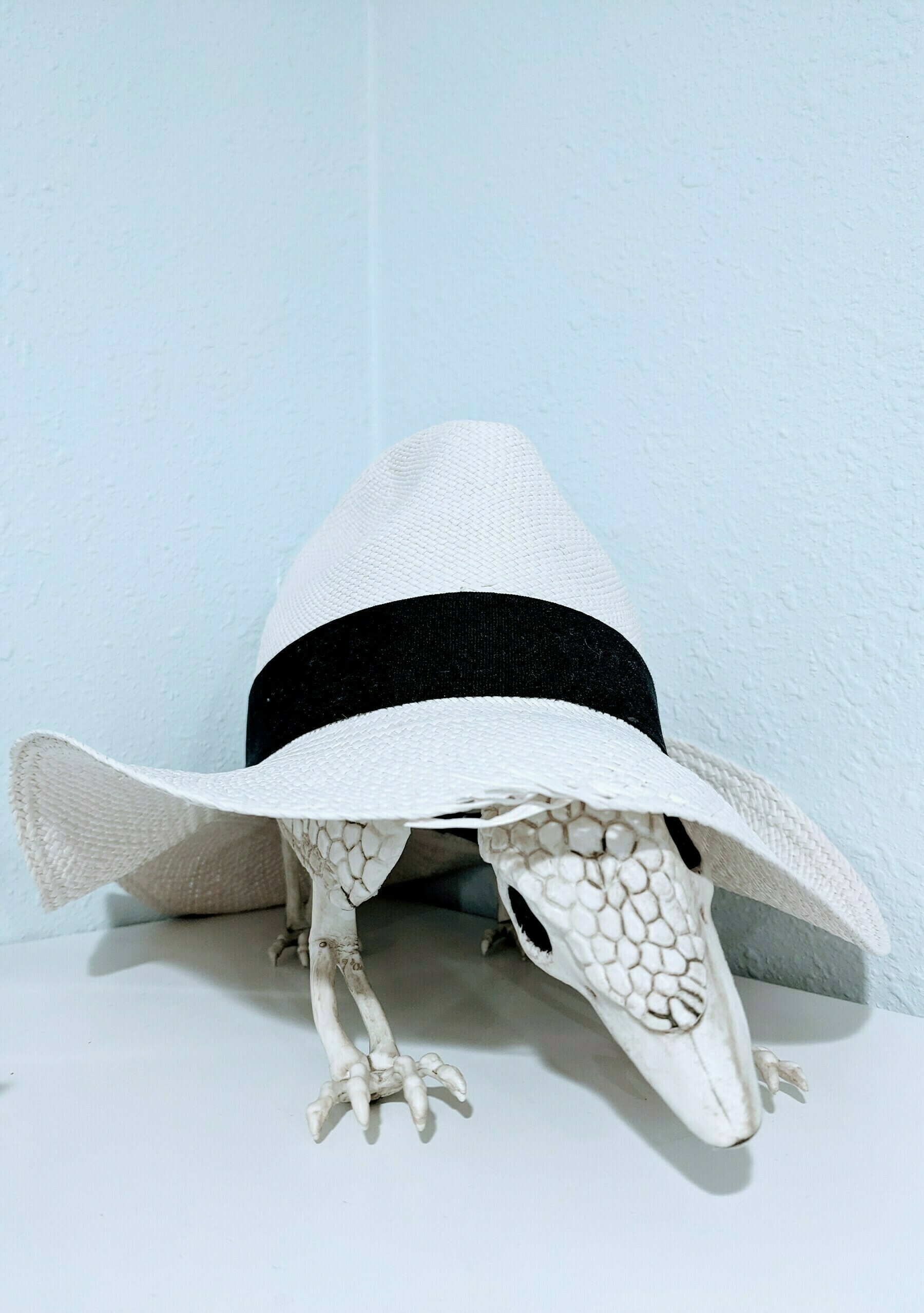 A Panama hat resting on a plastic facsimile of an armadillo skeleton 