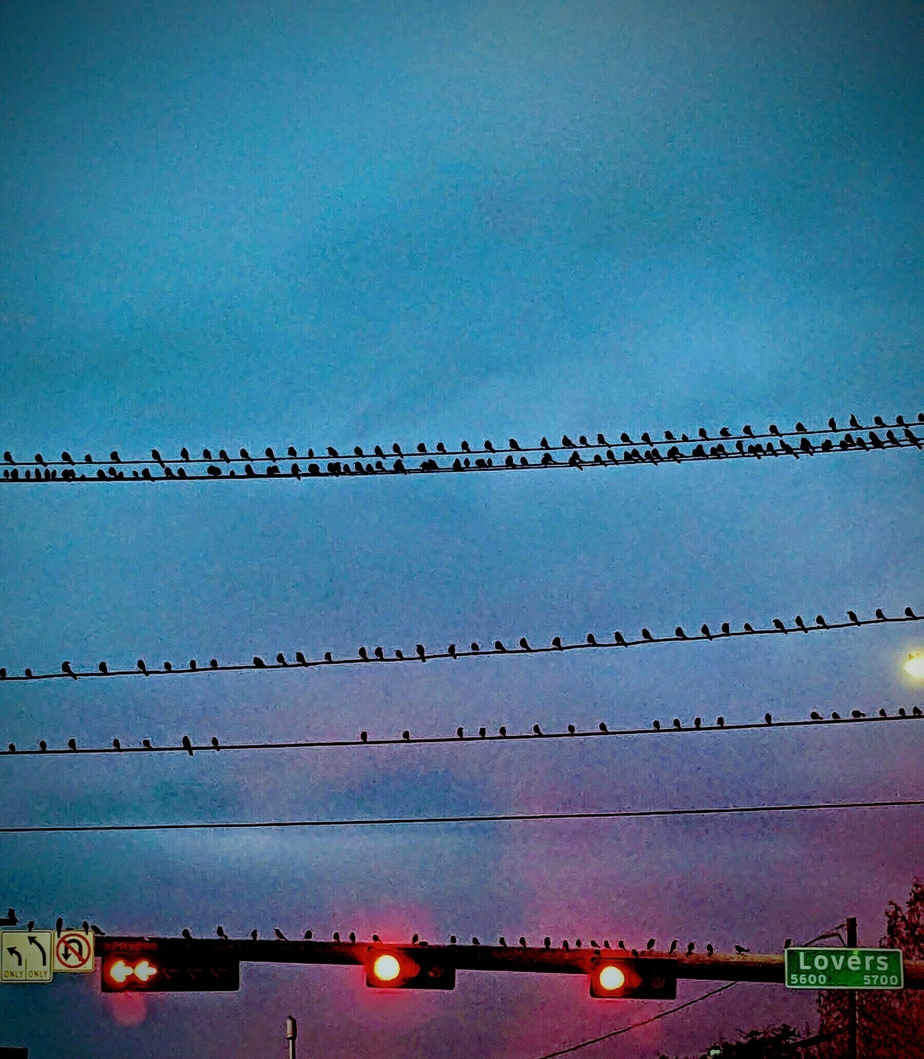 Birds on power lines against a stormy sky.
