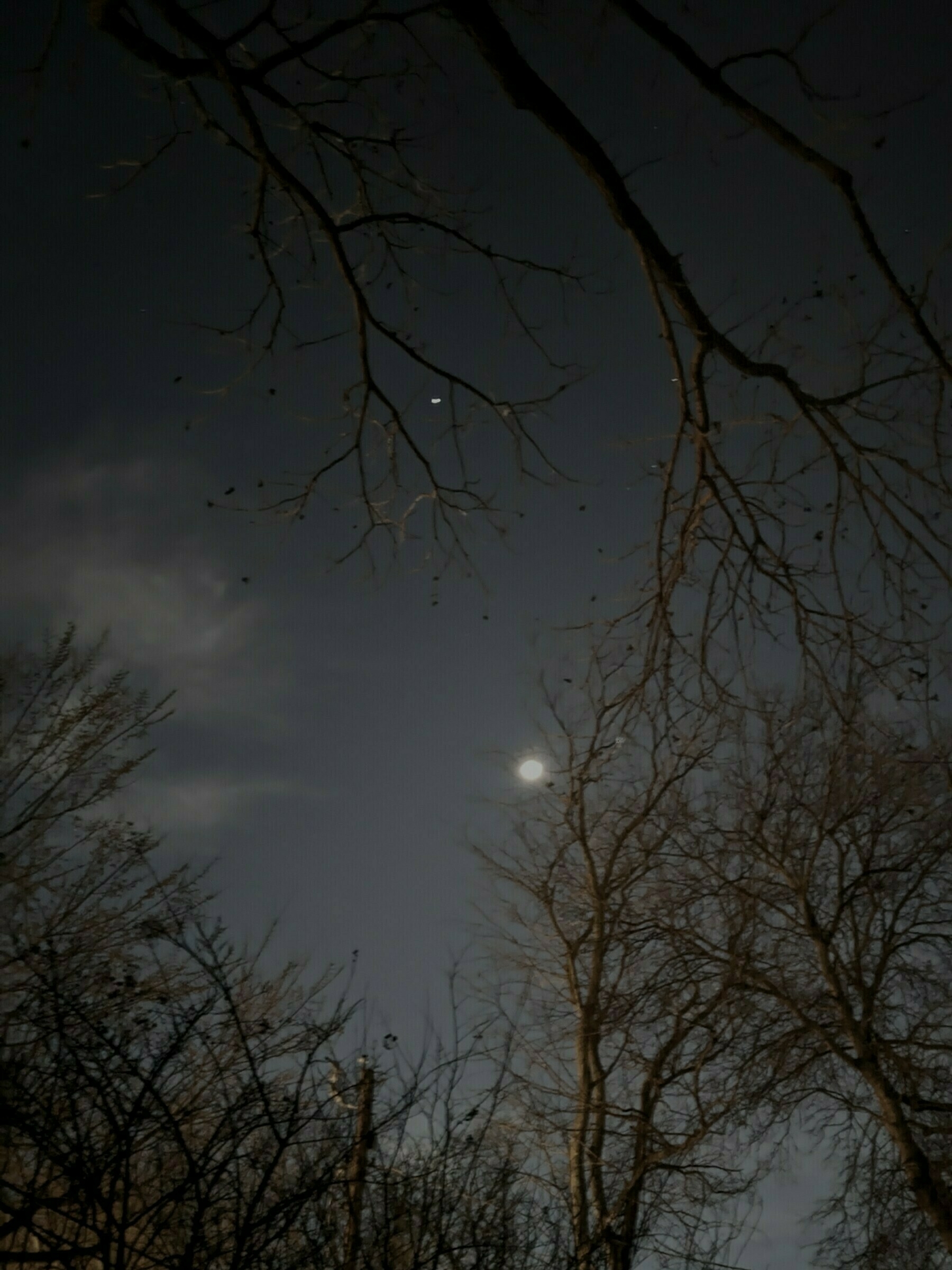Moon and stars through tree branches; John Prine
