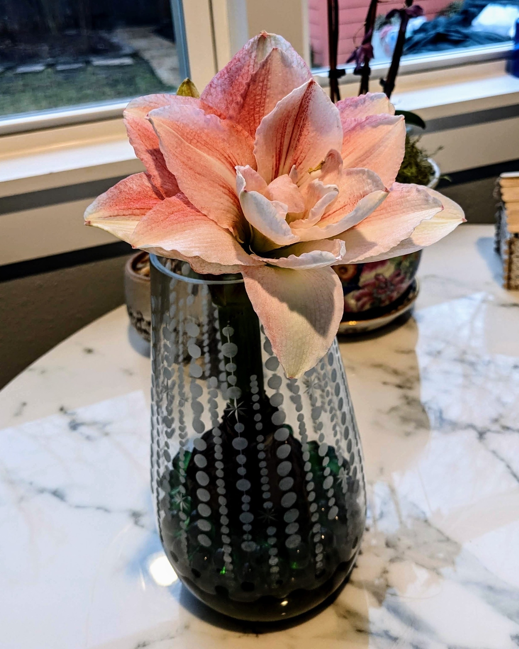 a pink amaryllis flower in a vase.