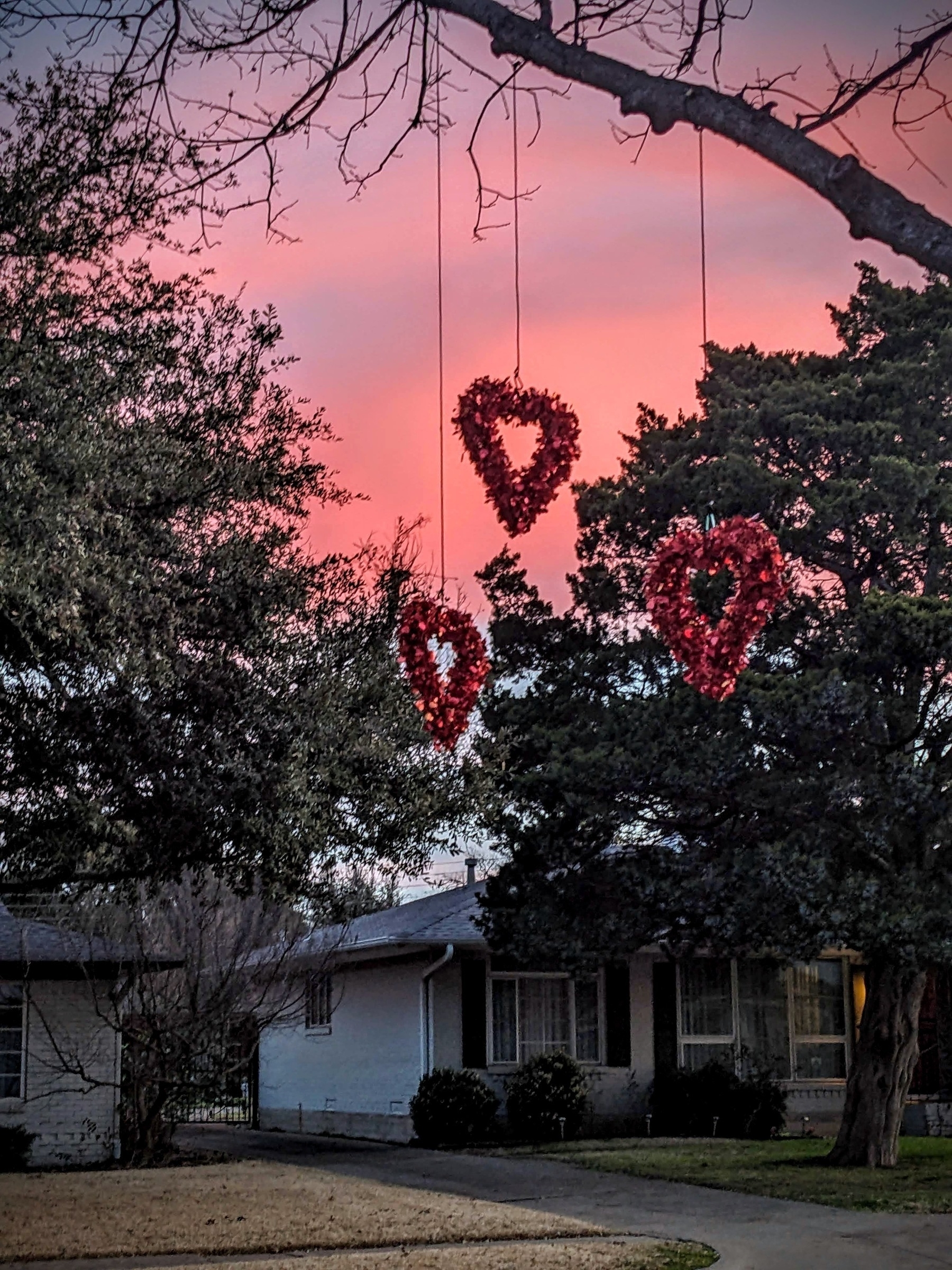 3 Valentine heart decorations in a tree at sunrise