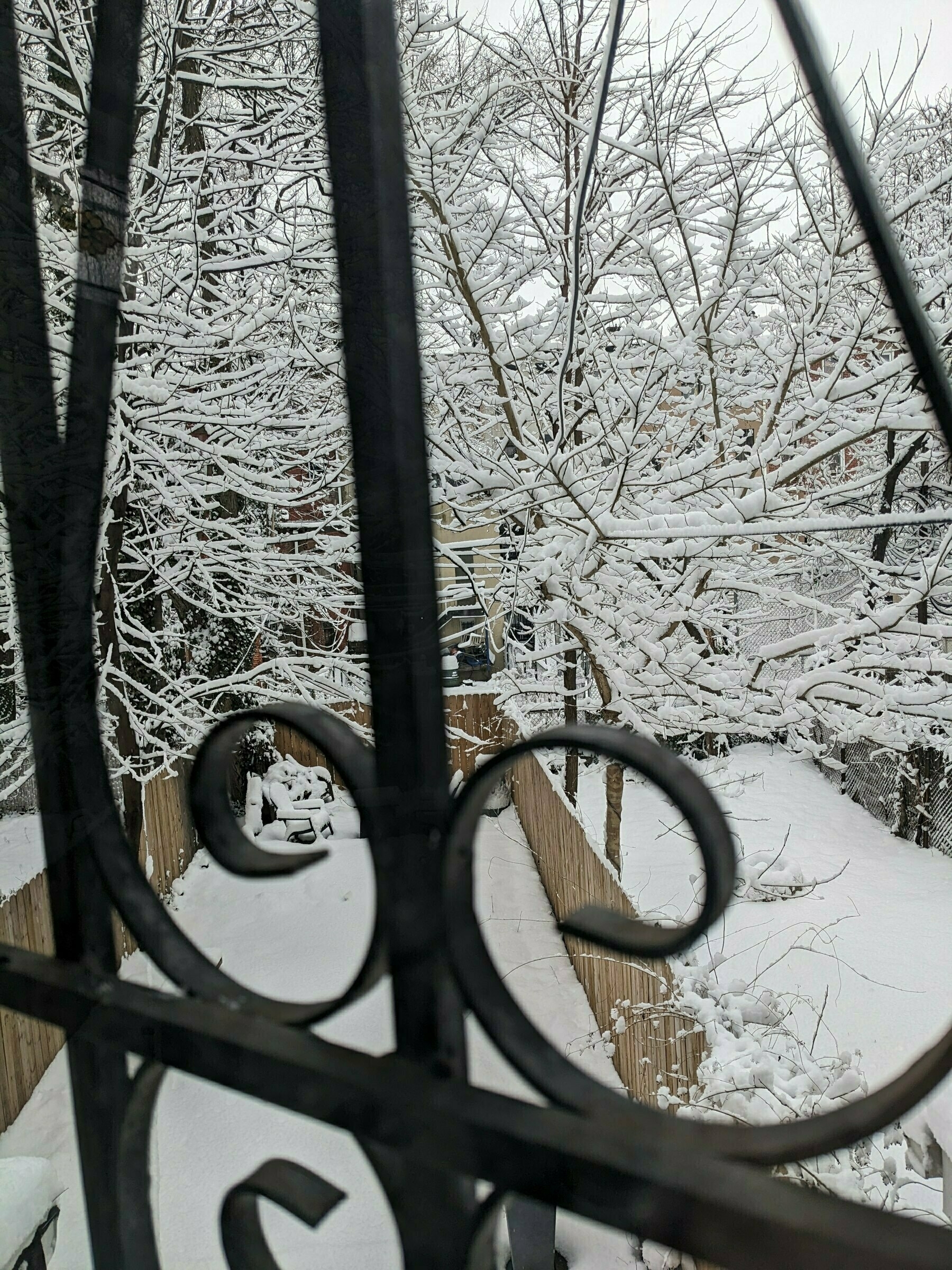 Snow-covered tree branches seen through a window with a grate