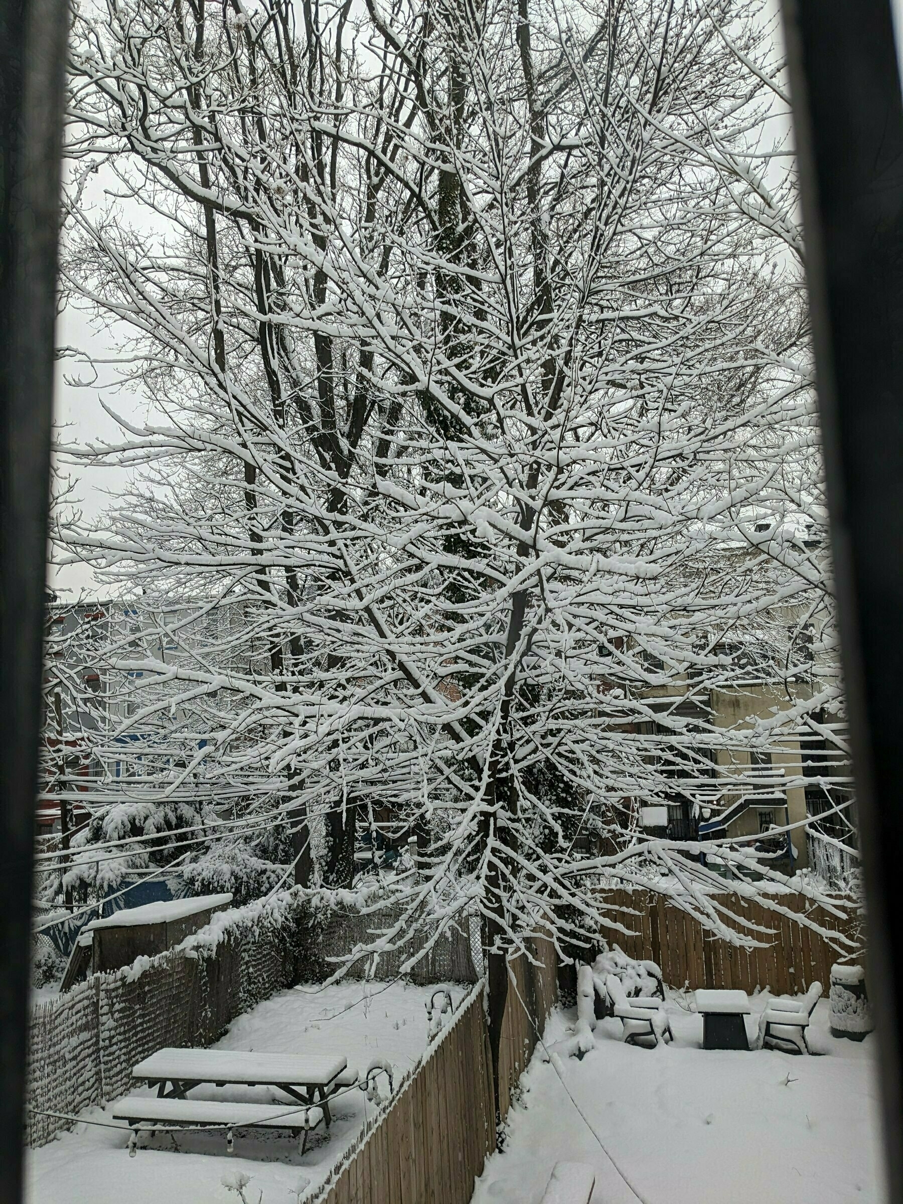 Snow-covered tree branches seen through a window