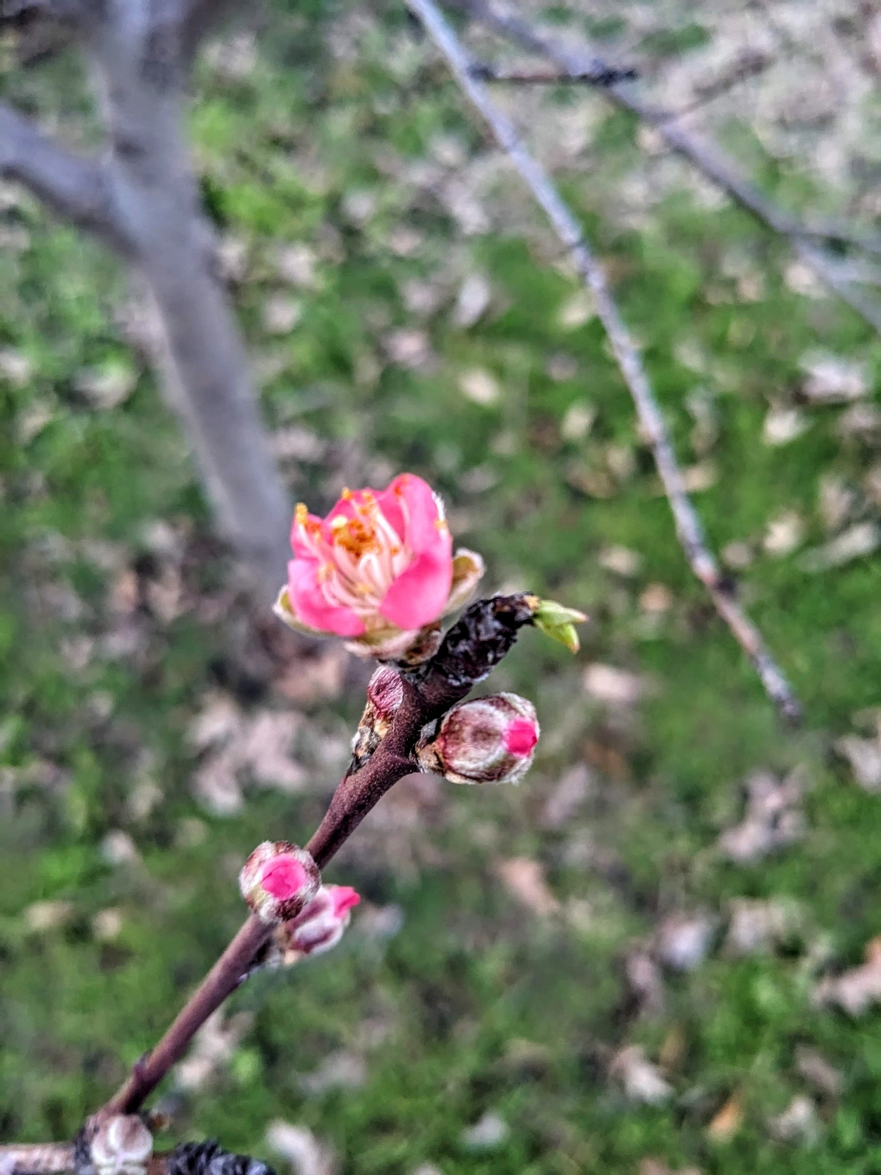 cherry tree blossom bud