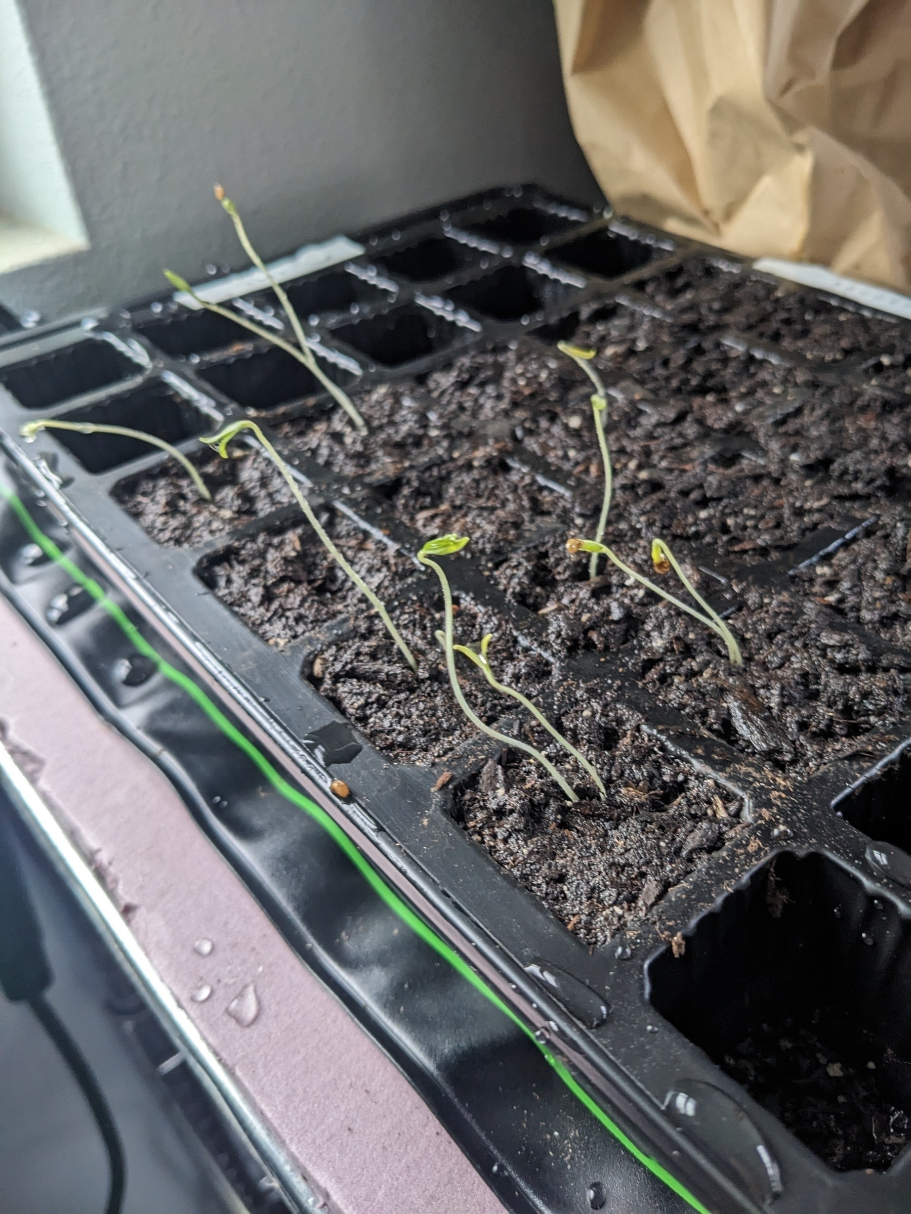 tomato seedlings