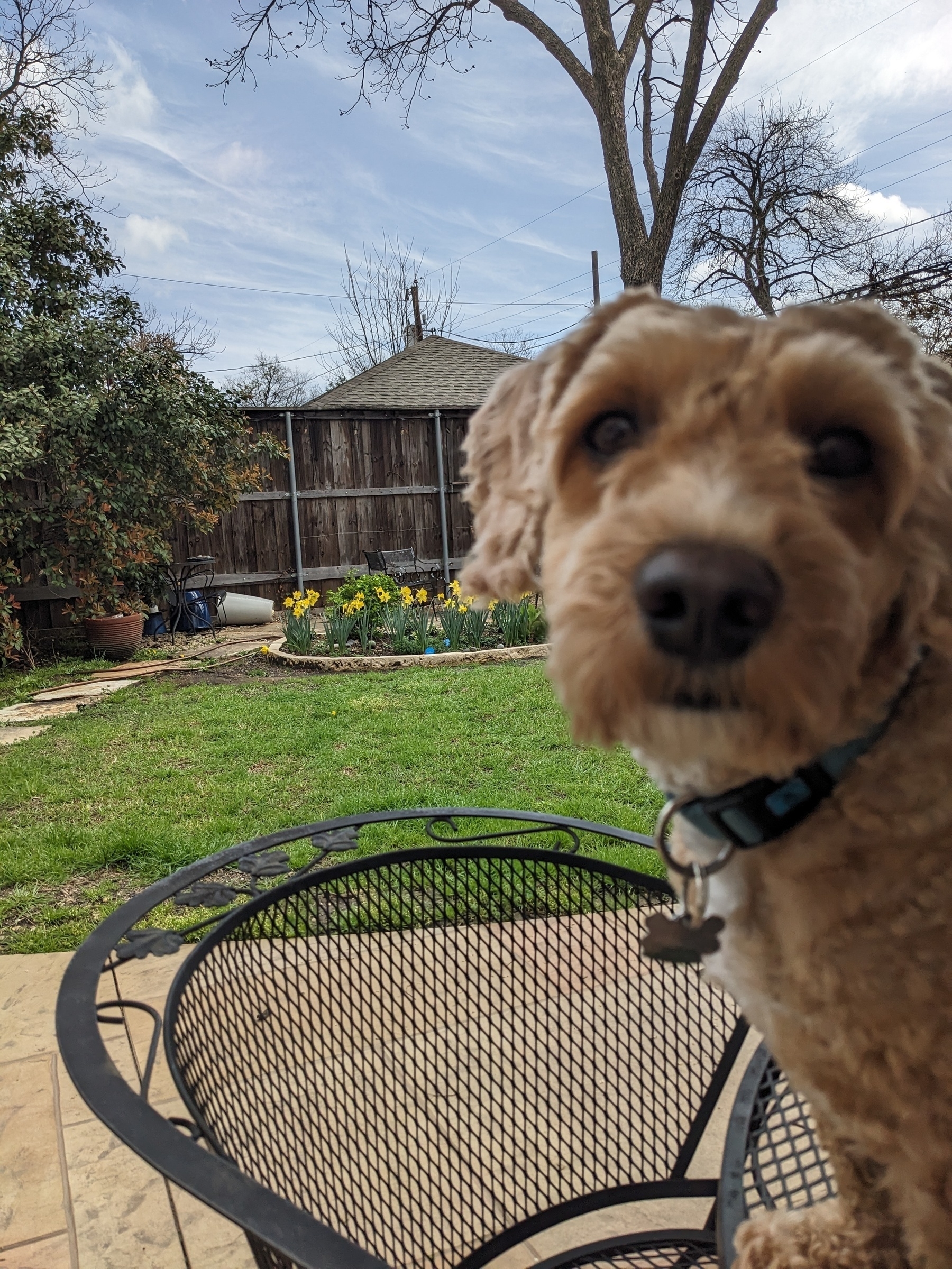 dog in foreground with daffodils in the background