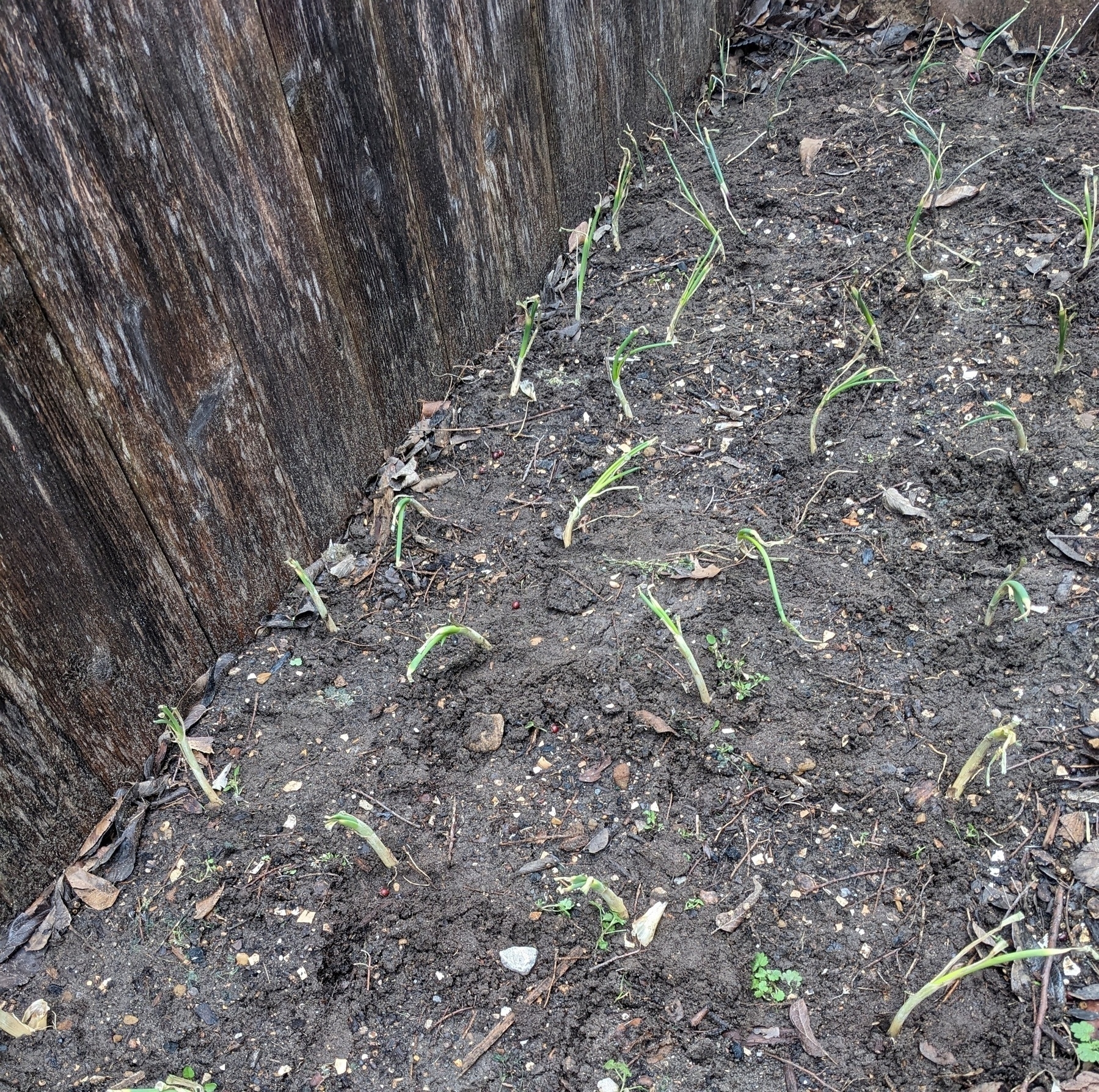 onion sets planted in a vegetable garden