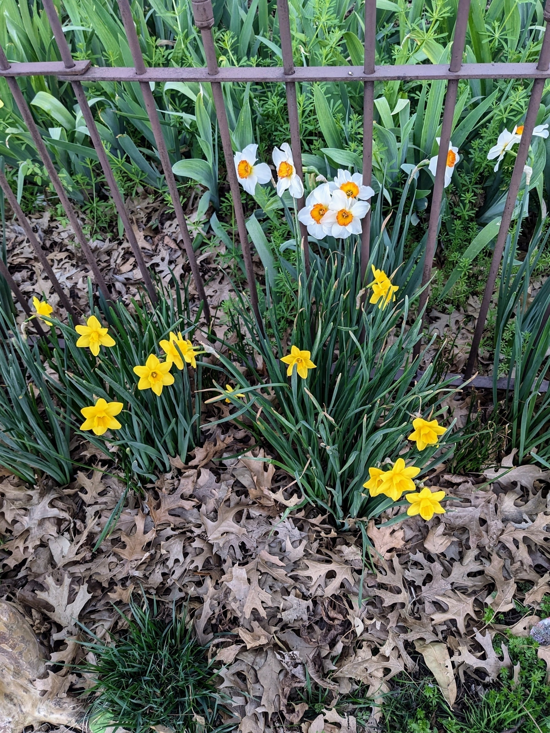 daffodils along an iron fence growing up through dead oak leaves